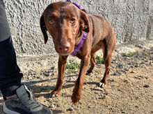 ORETTA, Hund, Mischlingshund in Italien - Bild 4