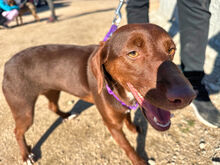 ORETTA, Hund, Mischlingshund in Italien - Bild 5