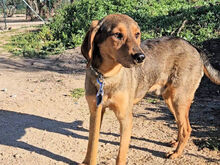 LORENZO, Hund, Mischlingshund in Italien - Bild 10