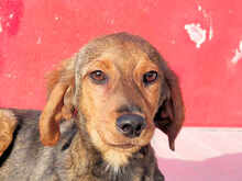 LORENZO, Hund, Mischlingshund in Italien - Bild 13