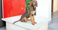 LORENZO, Hund, Mischlingshund in Italien - Bild 14