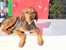 LORENZO, Hund, Mischlingshund in Italien - Bild 15