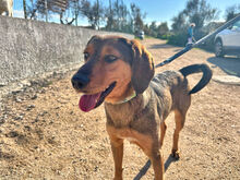 LORENZO, Hund, Mischlingshund in Italien - Bild 3