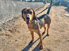 LORENZO, Hund, Mischlingshund in Italien - Bild 4