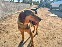 LORENZO, Hund, Mischlingshund in Italien - Bild 5