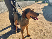 LORENZO, Hund, Mischlingshund in Italien - Bild 6