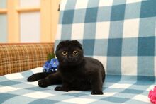 STUART, Katze, Scottish Fold in Russische Föderation