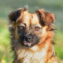 LUPITA, Hund, Mischlingshund in Langstedt - Bild 1