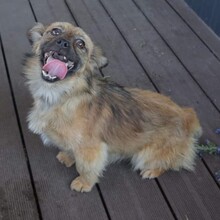 LUPITA, Hund, Mischlingshund in Langstedt - Bild 13