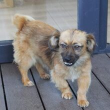 LUPITA, Hund, Mischlingshund in Langstedt - Bild 14