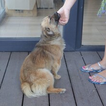 LUPITA, Hund, Mischlingshund in Langstedt - Bild 16