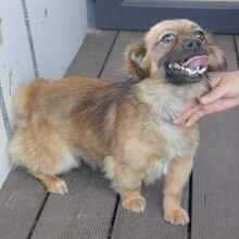 LUPITA, Hund, Mischlingshund in Langstedt - Bild 17