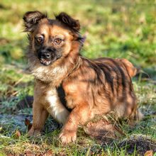 LUPITA, Hund, Mischlingshund in Langstedt - Bild 2