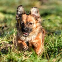 LUPITA, Hund, Mischlingshund in Langstedt - Bild 3