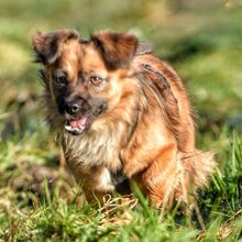 LUPITA, Hund, Mischlingshund in Langstedt - Bild 4