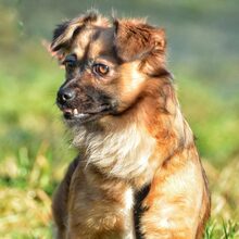 LUPITA, Hund, Mischlingshund in Langstedt - Bild 5