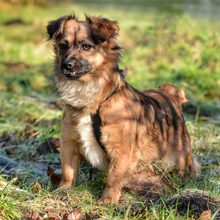 LUPITA, Hund, Mischlingshund in Langstedt - Bild 6