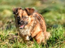 LUPITA, Hund, Mischlingshund in Langstedt - Bild 7