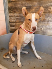 SOCIA, Hund, Podenco Andaluz in Spanien - Bild 1