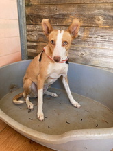 SOCIA, Hund, Podenco Andaluz in Spanien - Bild 4