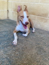 SOCIA, Hund, Podenco Andaluz in Spanien - Bild 5