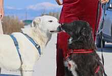 PEPPER, Hund, Mischlingshund in Griechenland - Bild 8