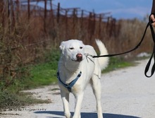 PEPPER, Hund, Mischlingshund in Griechenland - Bild 9