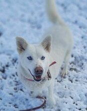 SMILLA, Hund, Mischlingshund in Kroatien - Bild 2