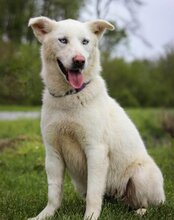 SMILLA, Hund, Mischlingshund in Kroatien - Bild 3