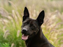 BUDDY, Hund, Deutscher Schäferhund-Mix in Spanien - Bild 1