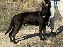 BUDDY, Hund, Deutscher Schäferhund-Mix in Spanien - Bild 2