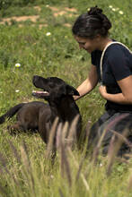 BUDDY, Hund, Deutscher Schäferhund-Mix in Spanien - Bild 3