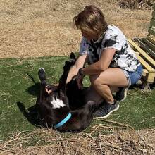 BUDDY, Hund, Deutscher Schäferhund-Mix in Spanien - Bild 4