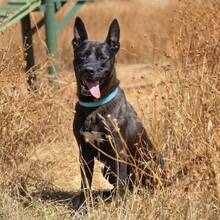 BUDDY, Hund, Deutscher Schäferhund-Mix in Spanien - Bild 5