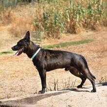 BUDDY, Hund, Deutscher Schäferhund-Mix in Spanien - Bild 6