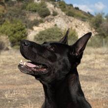 BUDDY, Hund, Deutscher Schäferhund-Mix in Spanien - Bild 7