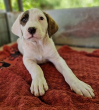 MÄX, Hund, Mischlingshund in Griechenland - Bild 14