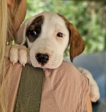 MÄX, Hund, Mischlingshund in Griechenland - Bild 5