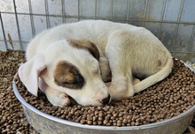 MÄX, Hund, Mischlingshund in Griechenland - Bild 6