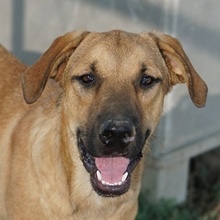 HERMANN, Hund, Mischlingshund in Griechenland - Bild 1