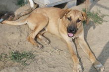 HERMANN, Hund, Mischlingshund in Griechenland - Bild 10