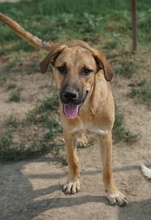 HERMANN, Hund, Mischlingshund in Griechenland - Bild 13