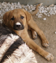 HERMANN, Hund, Mischlingshund in Griechenland - Bild 15