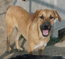 HERMANN, Hund, Mischlingshund in Griechenland - Bild 2