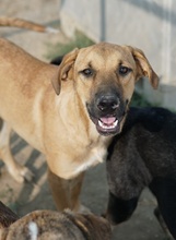 HERMANN, Hund, Mischlingshund in Griechenland - Bild 3