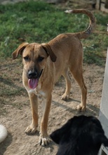 HERMANN, Hund, Mischlingshund in Griechenland - Bild 8