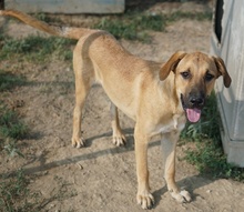 HERMANN, Hund, Mischlingshund in Griechenland - Bild 9