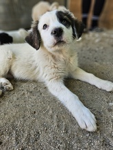 HELMO, Hund, Mischlingshund in Griechenland - Bild 10