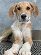 IMILO, Hund, Mischlingshund in Griechenland - Bild 13
