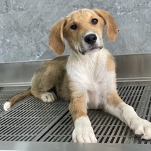 IMILO, Hund, Mischlingshund in Griechenland - Bild 14